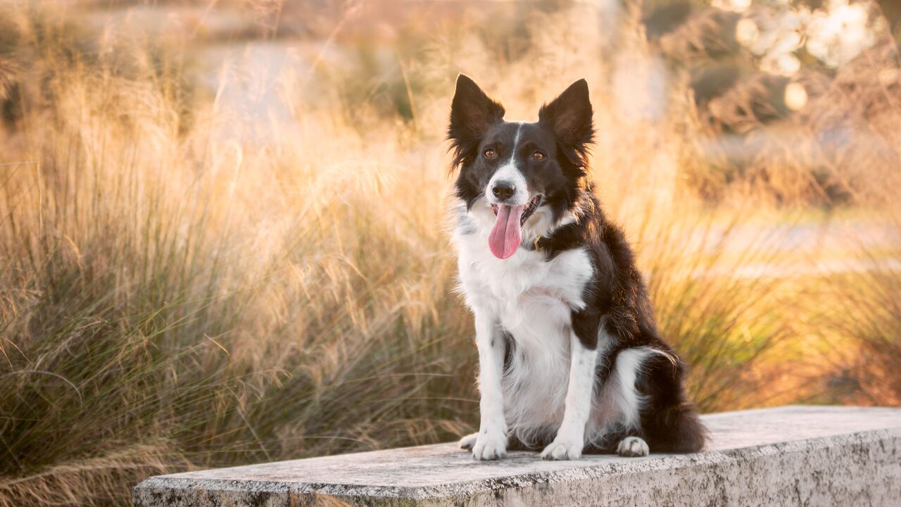 Herding Livestock