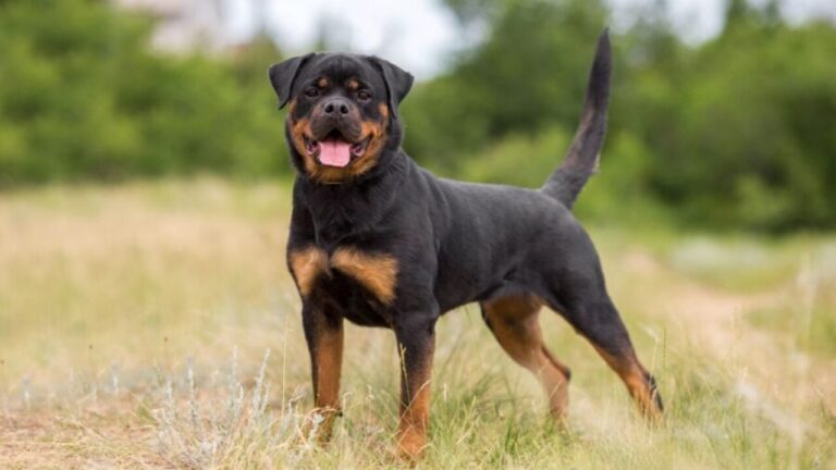 Jobs For Your Rottweiler - A Comprehensive Guide