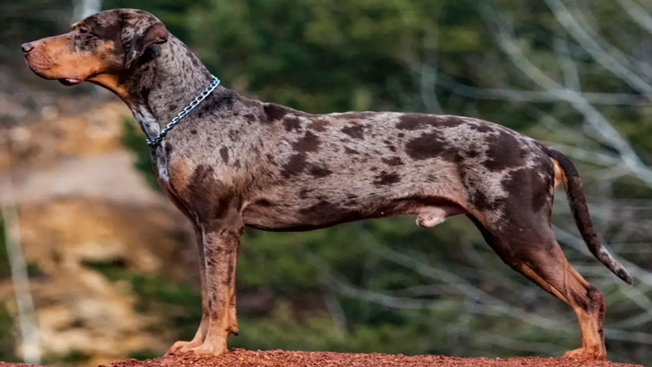 History Of The Catahoula Leopard Dog