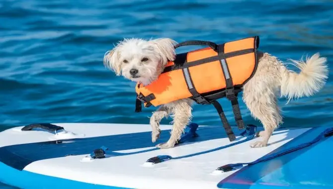 How A Dog Life Vest Can Make Swimming Lessons Easier