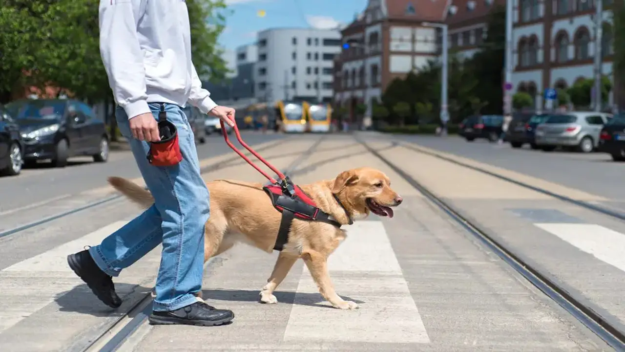How Are Emotional Support Animals Protected In Public Spaces