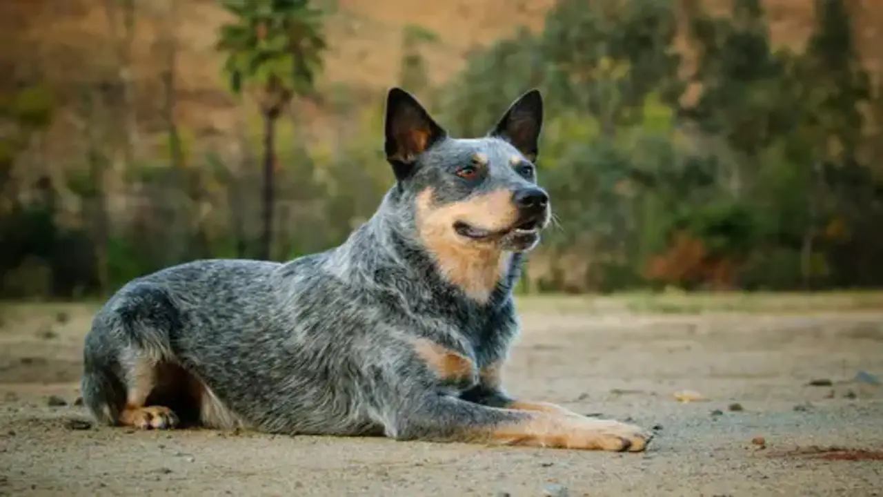 How Blue Heelers Choose Their Preferred Person