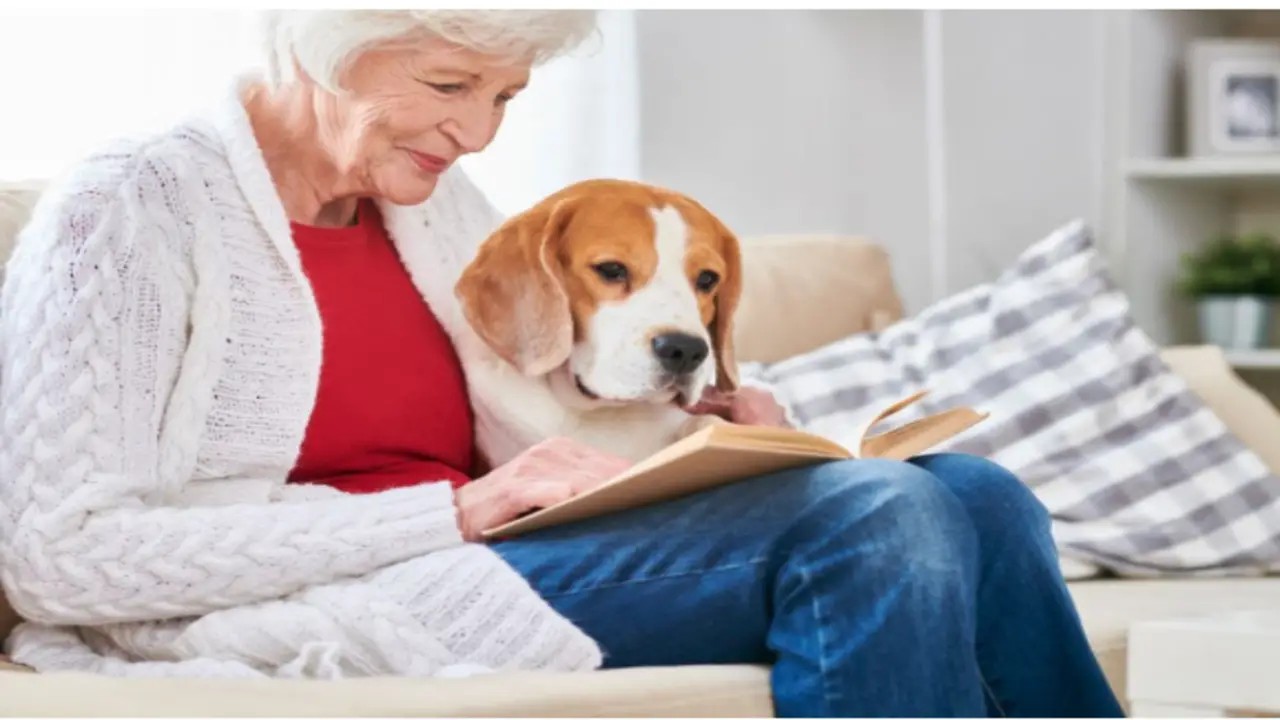 How Can I Learn More About Emotional Support-Animal Laws In The District Of Columbia