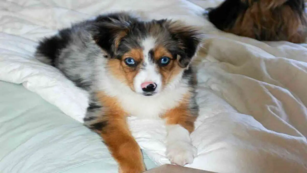 How Can You Encourage Your Australian Shepherd To Cuddle More?