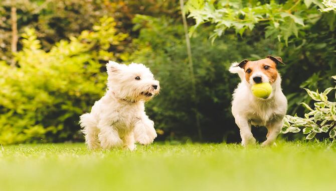 How Can You Have A Nice Garden With A Dog - 6 Ways