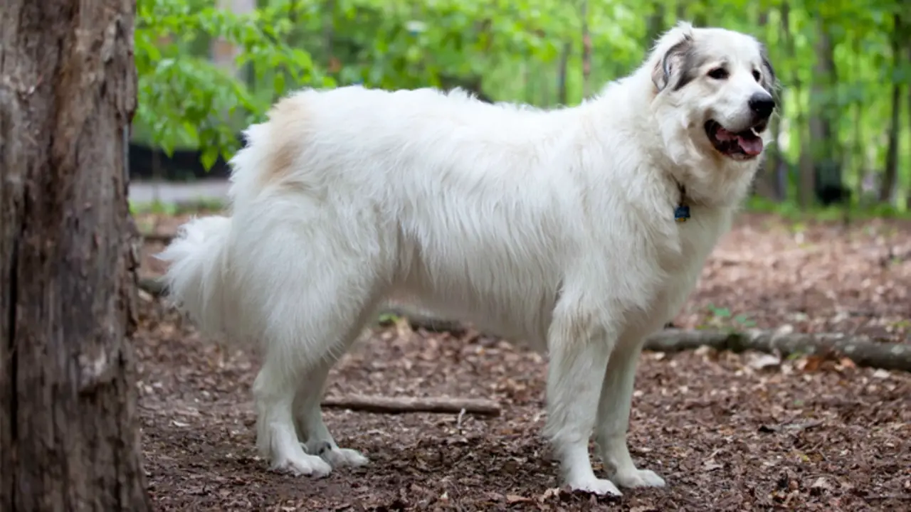 How Do Great Pyrenees Respond To Positive Training Methods