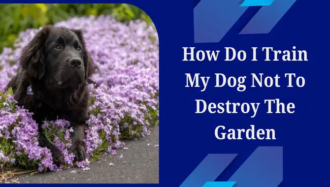 How Do I Train My Dog Not To Destroy The Garden