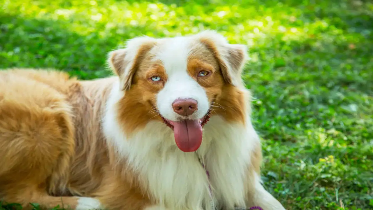 How Do Red Tri-Aussies Get Their Color