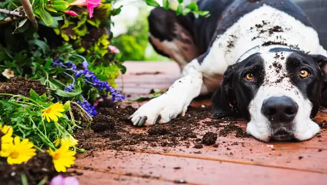 How Do You Have A Garden With A Dog- Tips For Regular Owner