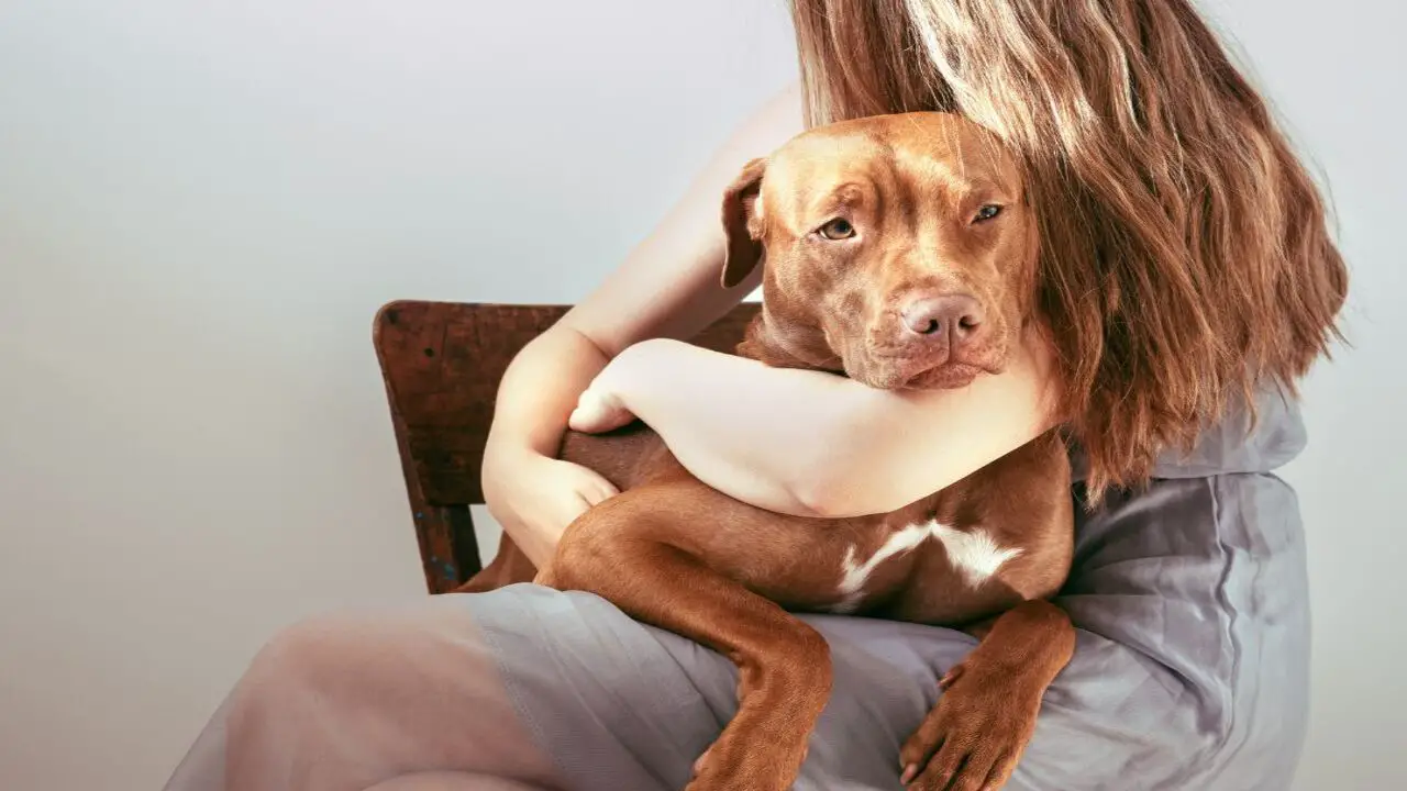 How Emotional Support Animal Laws Florida Work