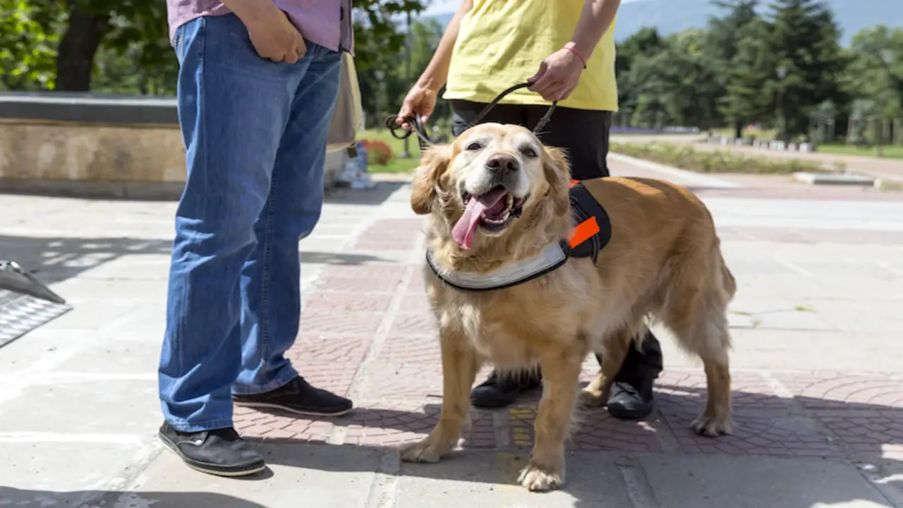 How Esas Differ From Service Animals