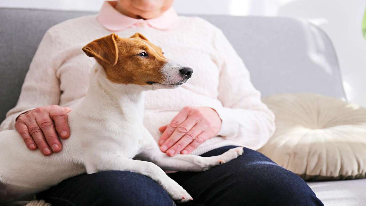 How Georgia Laws Protect Emotional Support Animals