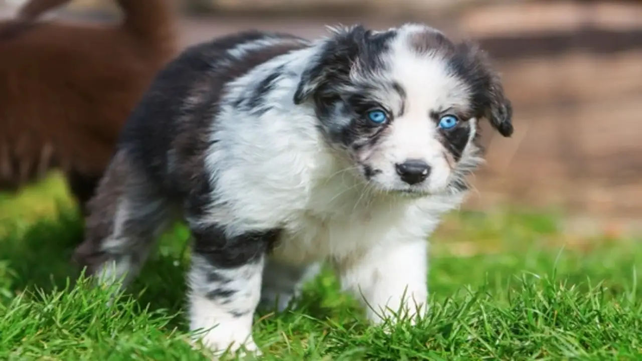 How Inheritance Affects A Dog's Eye Color