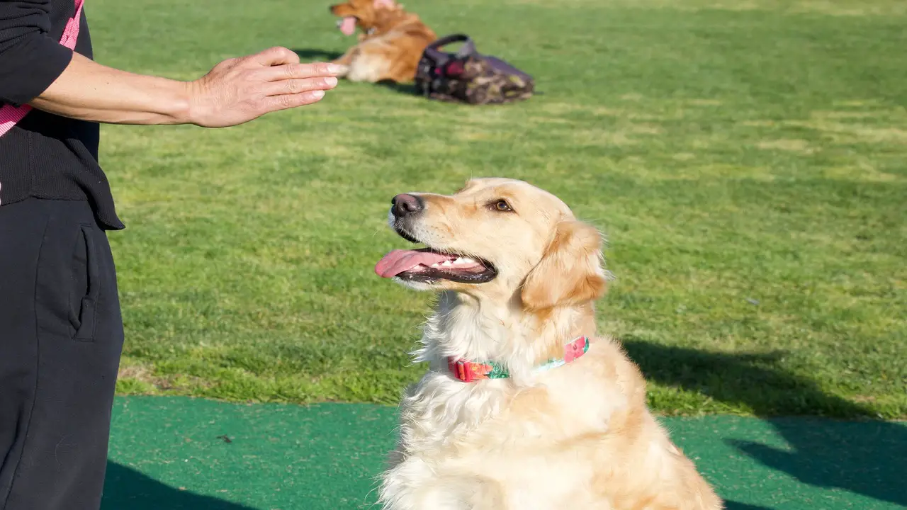 How Long Does It Take A Golden Retriever To Learn A New Command