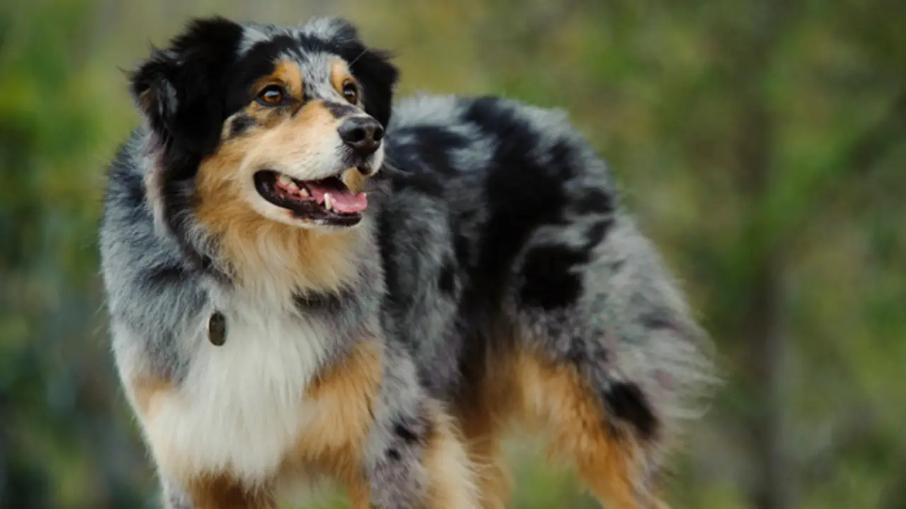 How Long Should You Walk Your Australian Shepherd Puppy? Explained