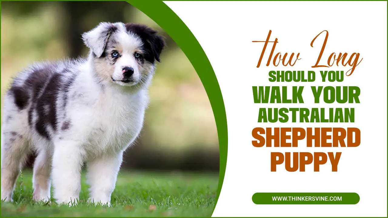 How Long Should you Walk Your Australian Shepherd Puppy