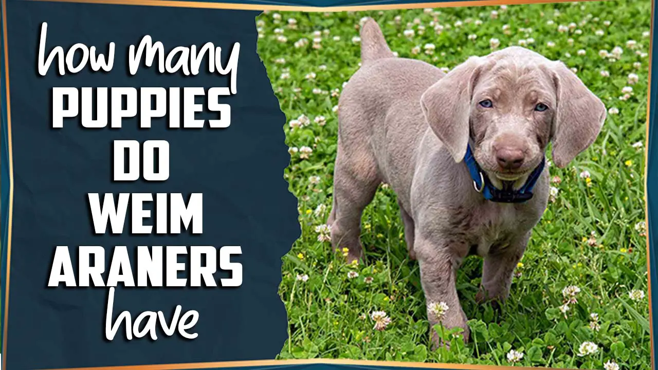 How Many Puppies Do Weimaraners Have