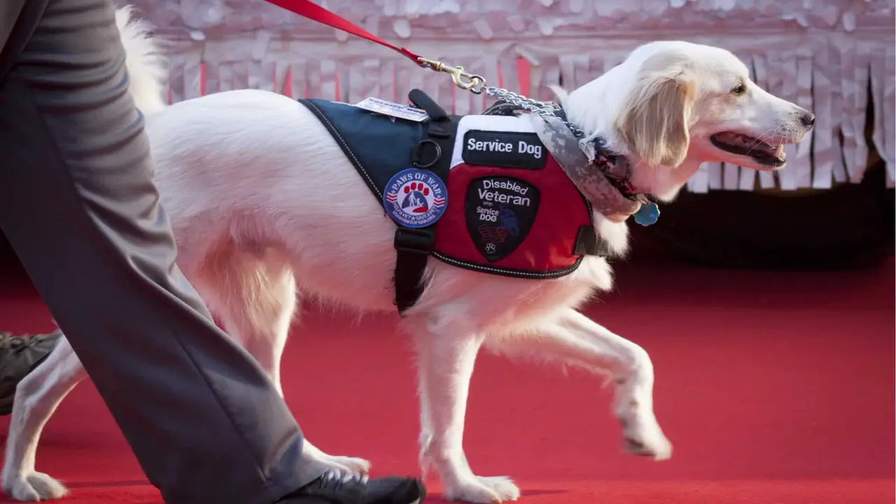 How Much Are Service Dogs: Explained In Details