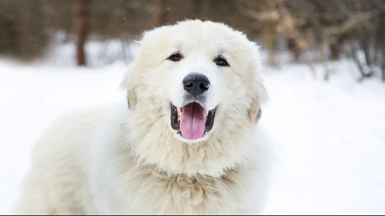 How Much Does A Great Pyrenees Puppy Cost