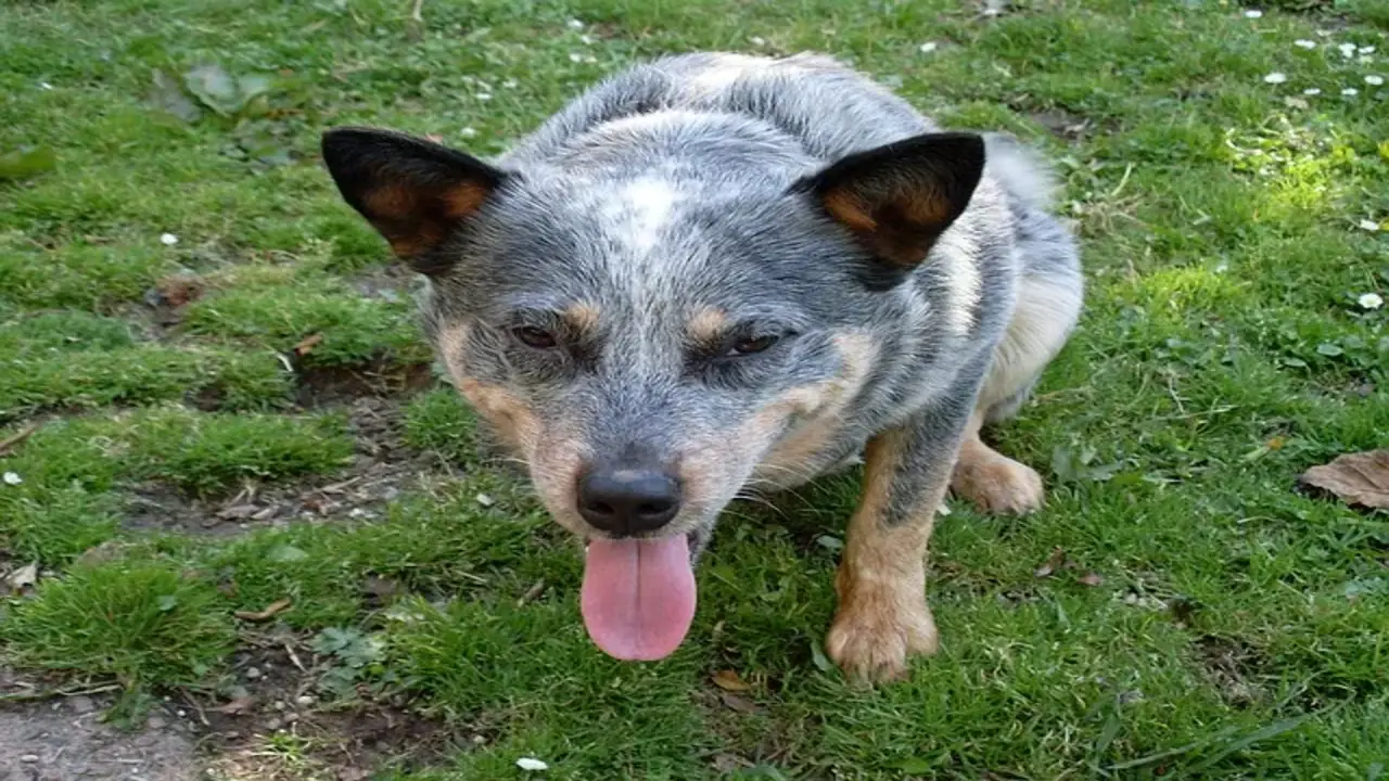 How Much Exercise Does A Blue Heeler Need When Kept Indoors
