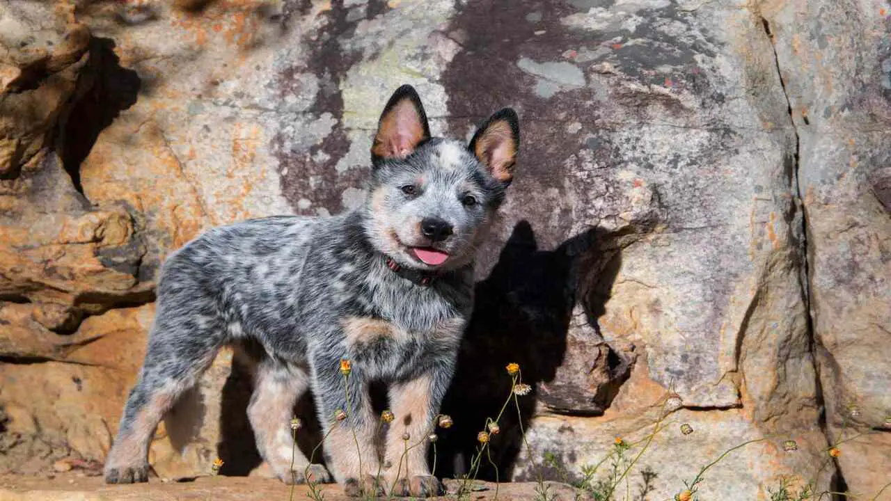 How Much Exercise Does A Blue Heeler Need