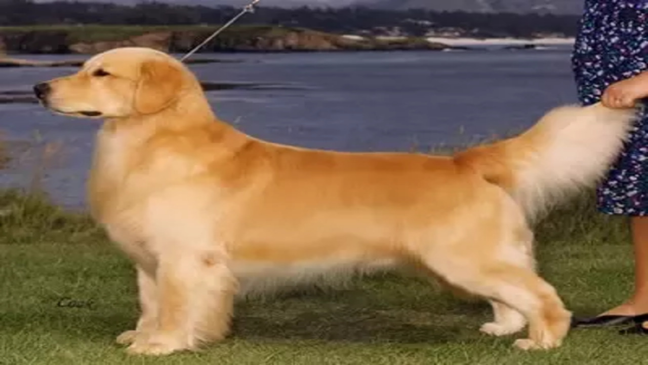 How Much Grooming Do They Need