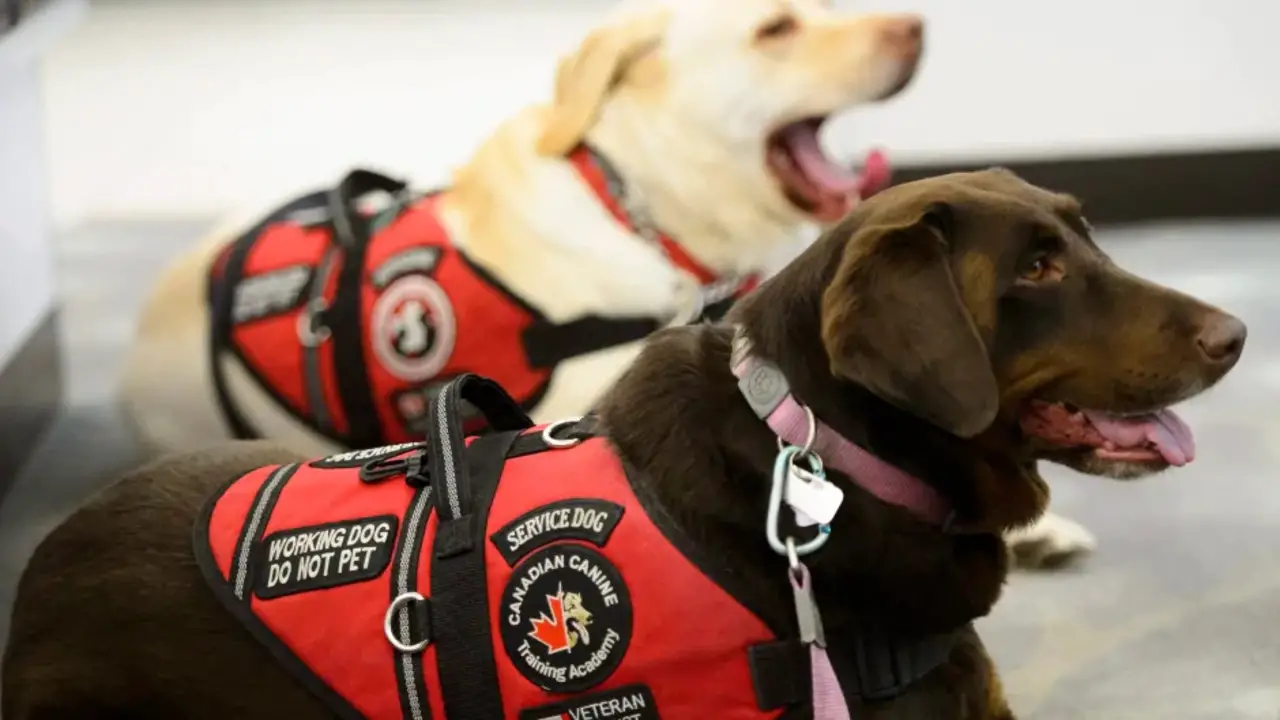 How Service Dog Laws Nova Scotia Works For Individuals With Disabilities