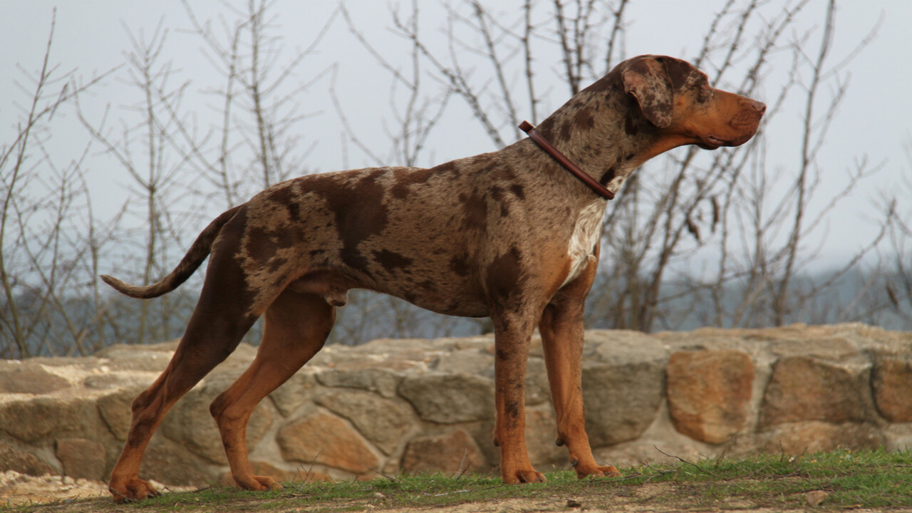 How To Adopt Or Buy A Catahoula Leopard Dog