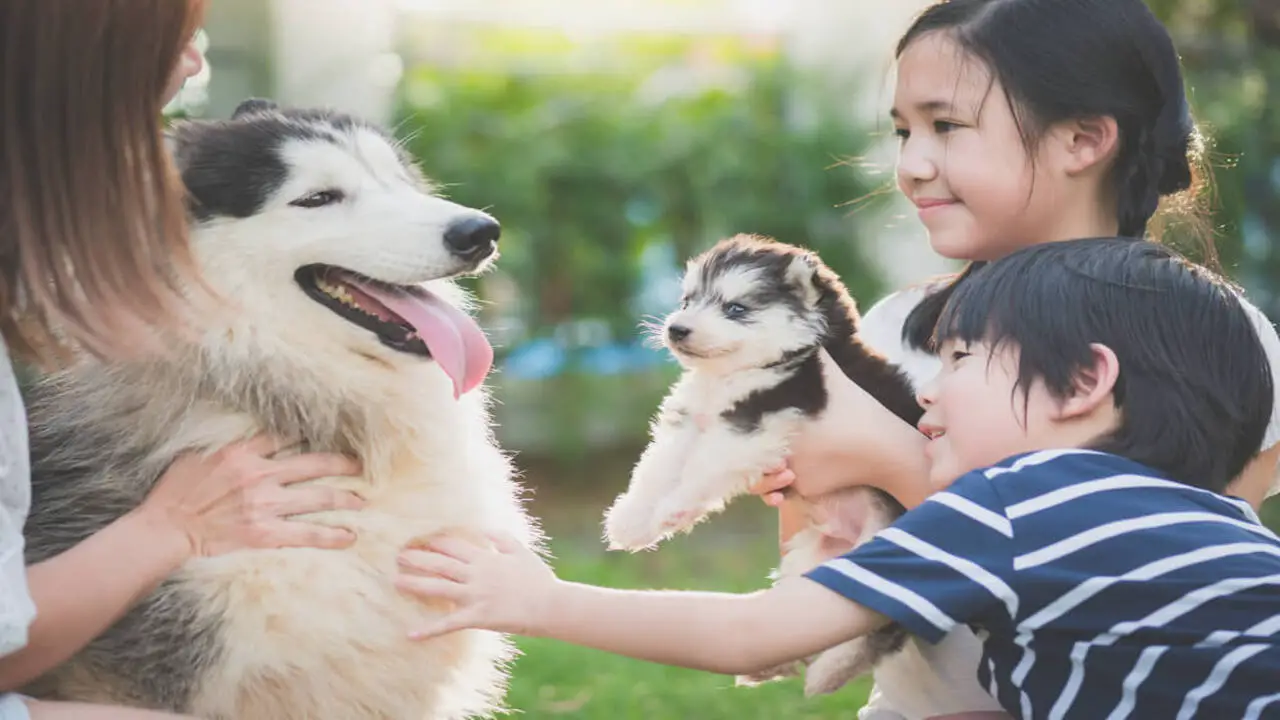 How To Choose A Dog That Is Family-Friendly