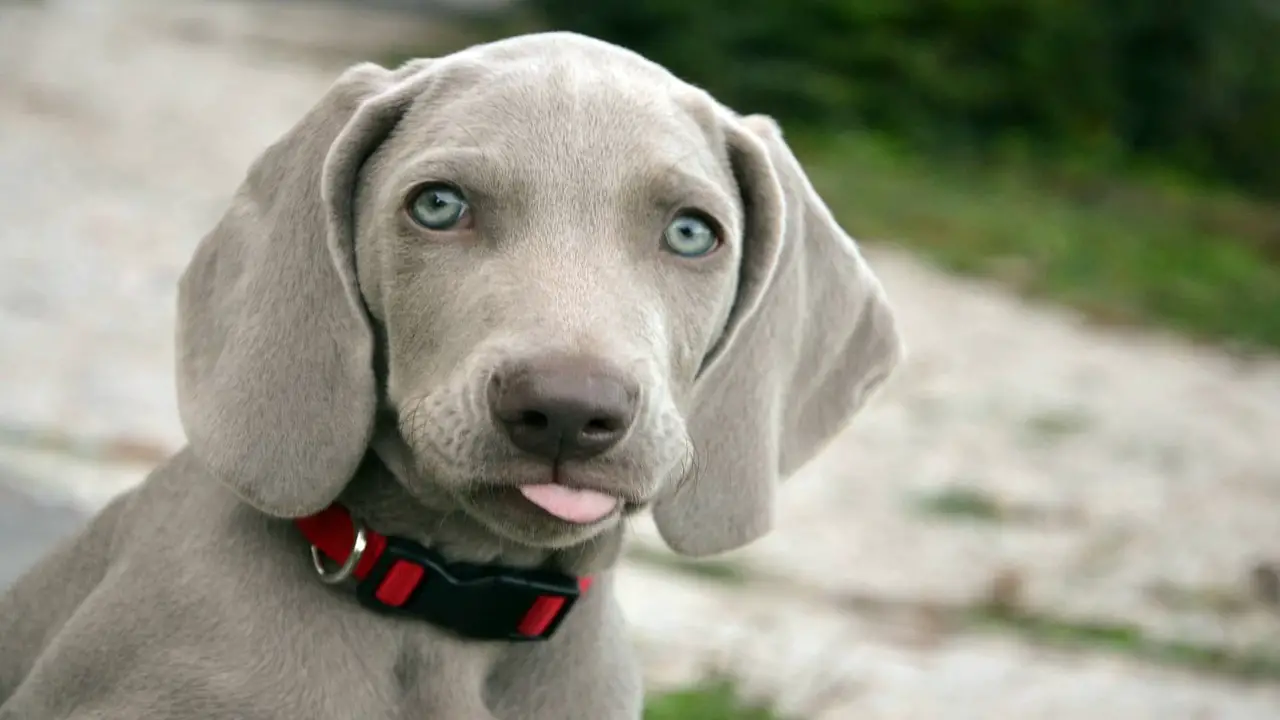 How To Choose A Healthy Weimaraner Puppy