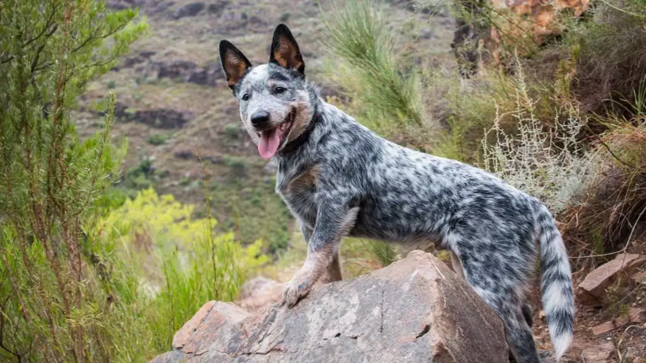 How To Choose The Right Blue Heeler As A Pet