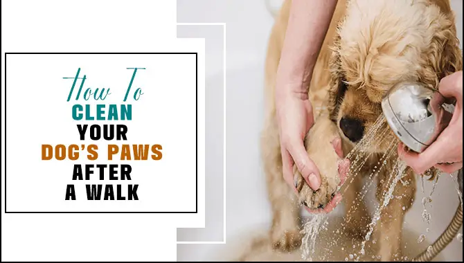 How To Clean Your Dog's Paws After A Walk