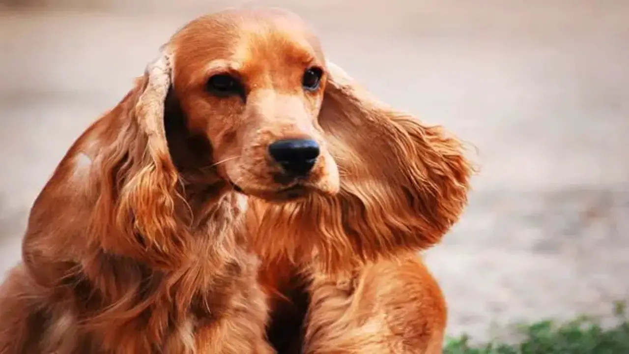 How To Combat A Smelly Cocker Spaniel