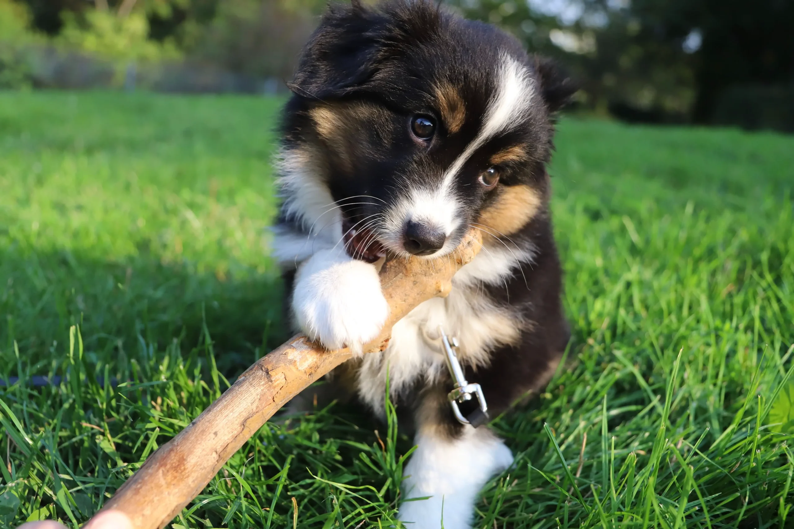 How To Crate Train An Australian Shepherd Puppy For Potty Training