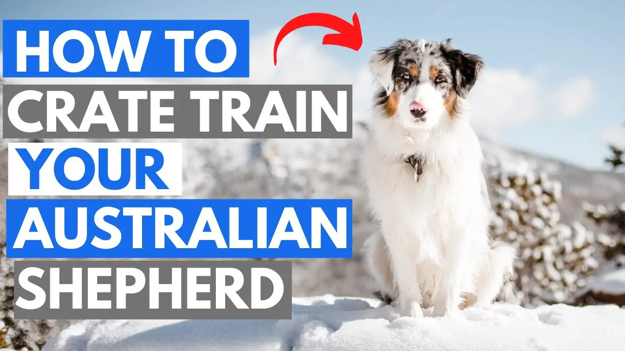 How To Crate Train Your Australian Shepherd: 6 Easy Steps