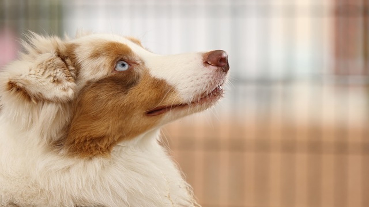 How To Deal With Your Australian Shepherd's Bad Smell