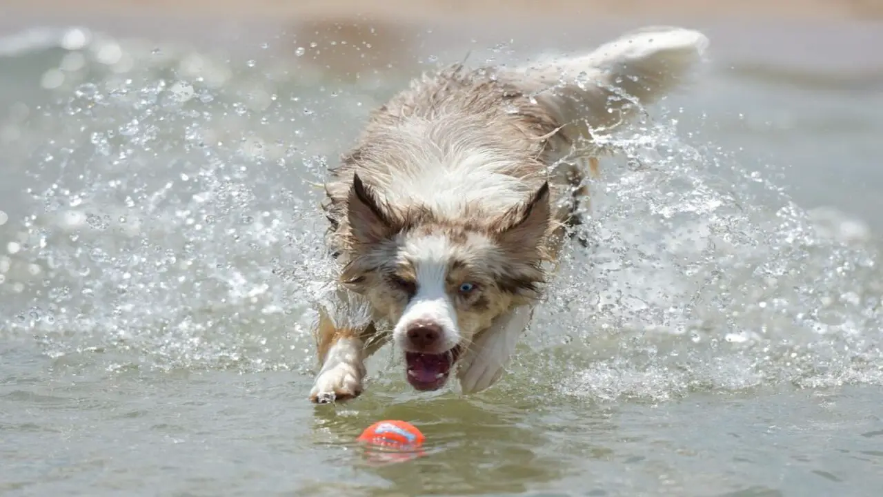 How To Familiarize Your Australian Shepherd With Water