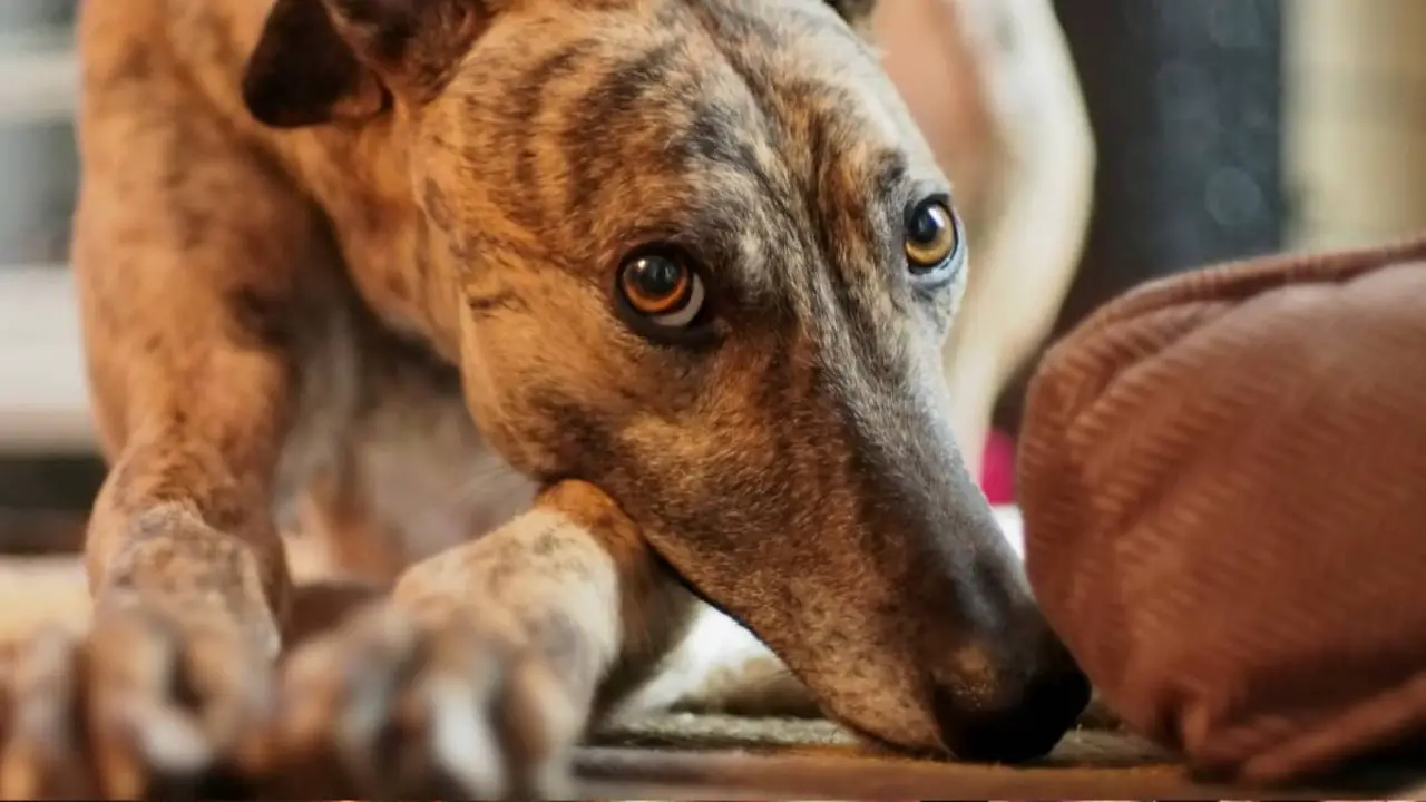 How To Introduce Your Greyhound To Another Dog