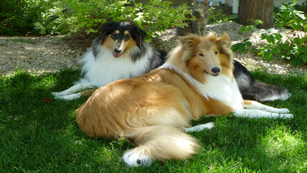How To Introduce Your Rough Collie To Swimming