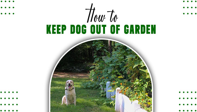 How To Keep Dog Out Of Garden