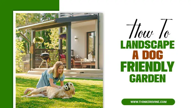 How To Landscape A Dog Friendly Garden