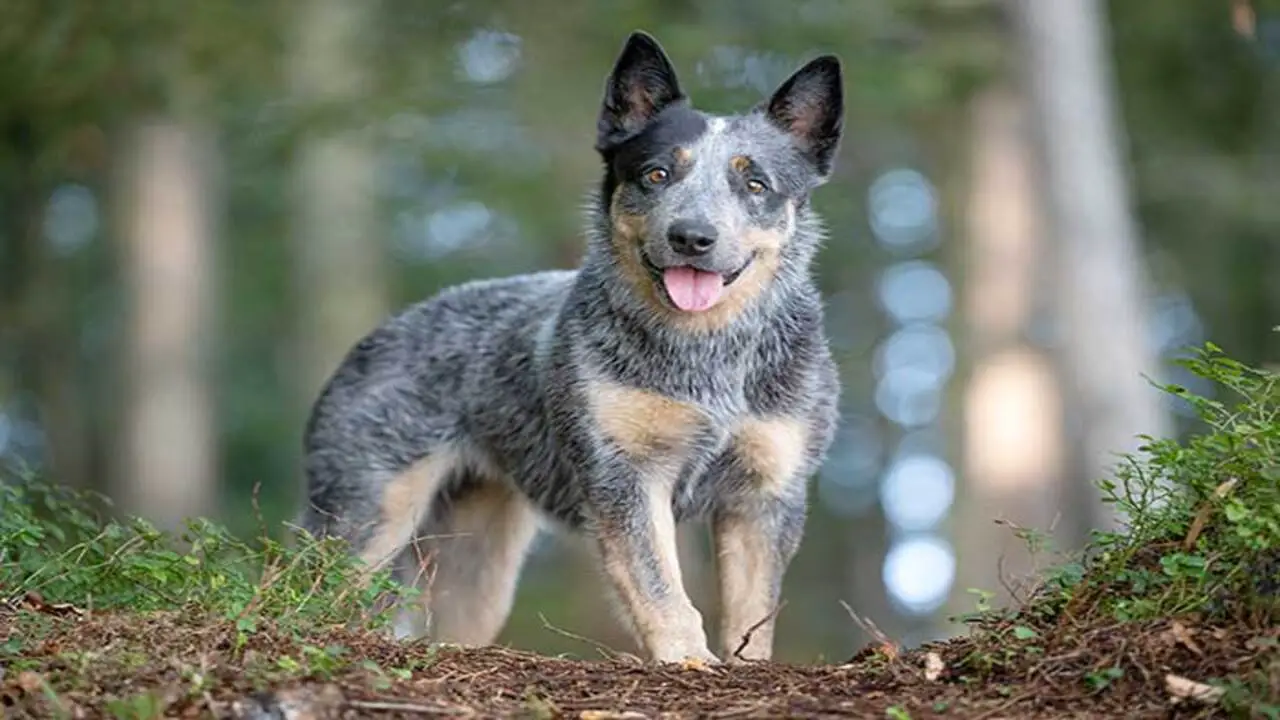 How To Make Your Blue Heeler Feel Secure And Loved