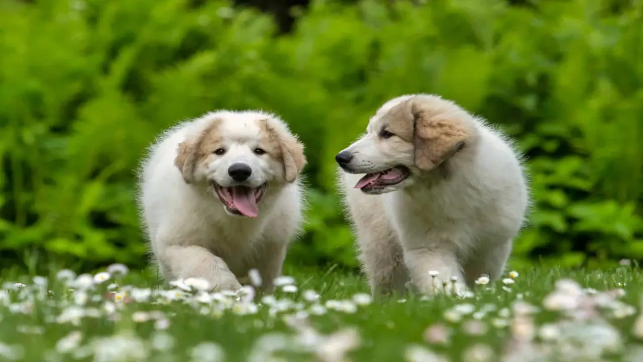 How To Pick The Right Great Pyrenees Puppy