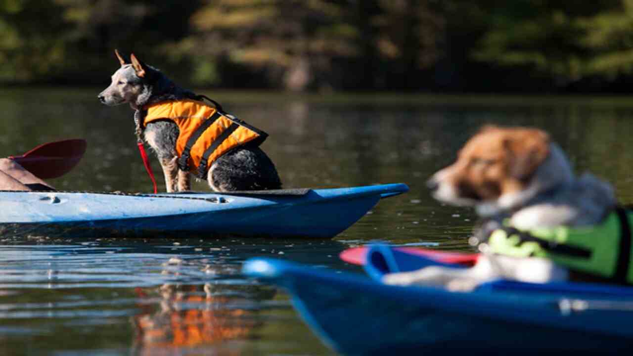 How To Prepare For Kayaking With A Dog