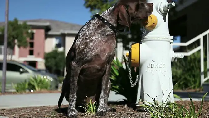 How To Restrain Neighbors Dog Pooping In My Yard - 9 Ways
