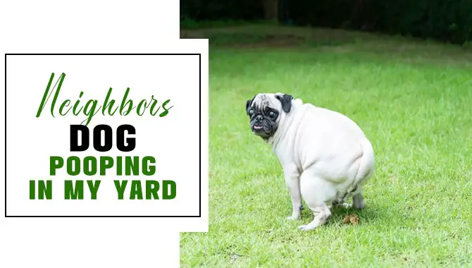 How To Restrain Neighbors Dog Pooping In My Yard