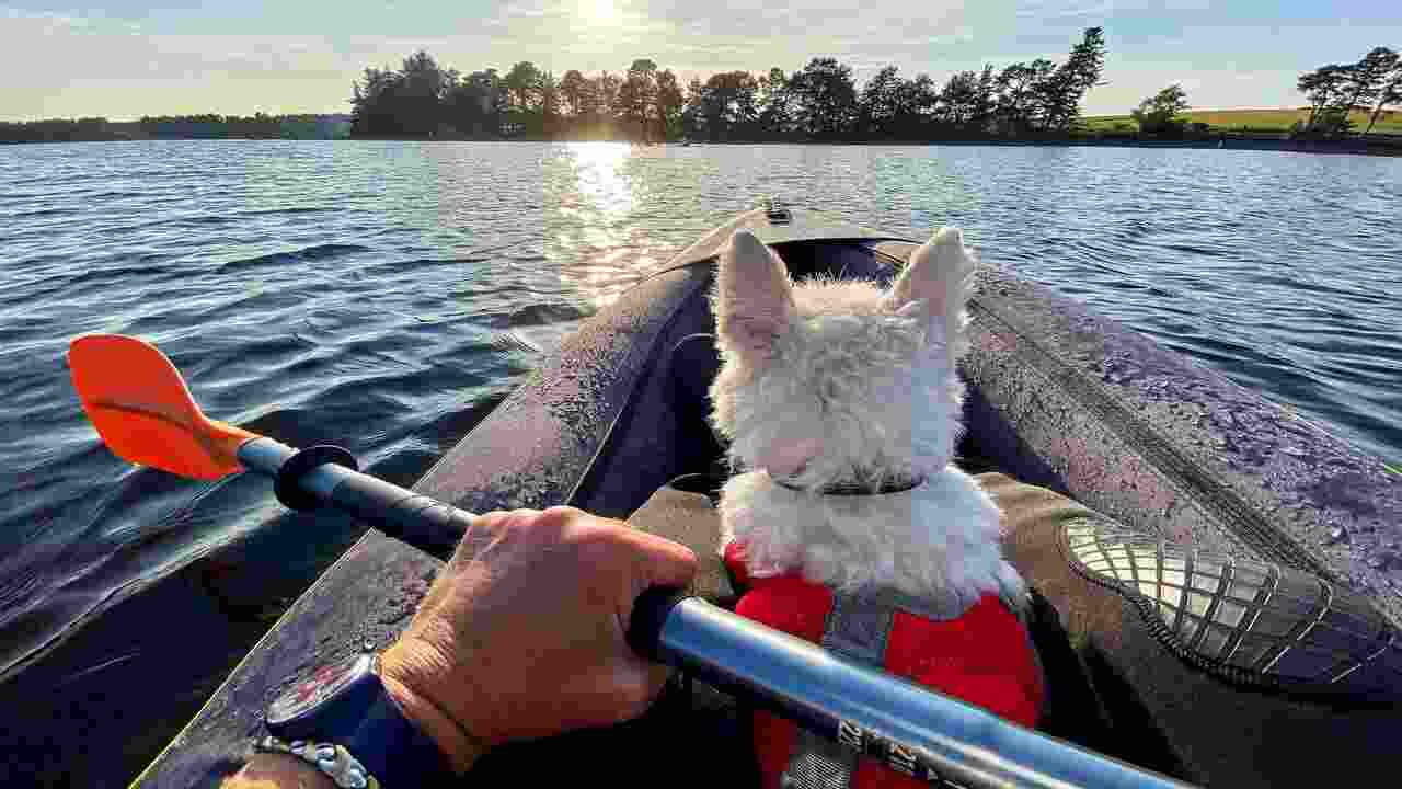 How To Start Training Your Dog For Kayaking