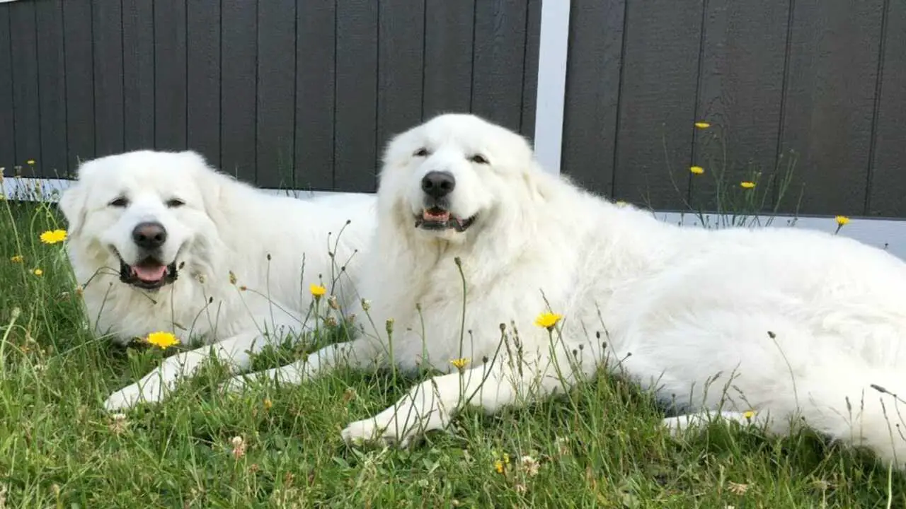 How To Stop Your Great Pyrenees From Sitting On You