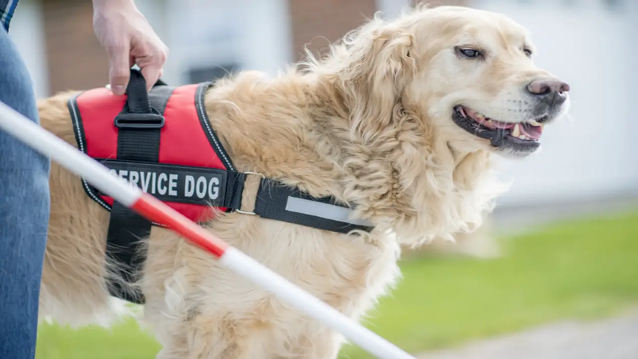 How To Train A Service Dog For Anxiety: 5 Easy Steps