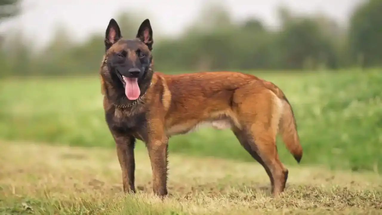 How To Train Your Belgian Malinois For A Job